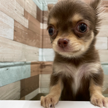 animal_image