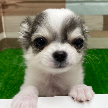 animal_image