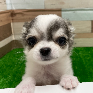 animal_image