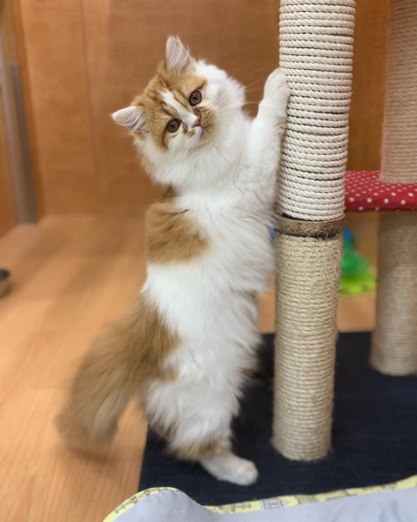 animal_image