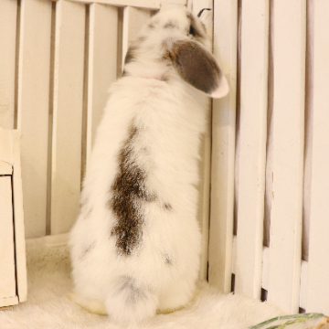 animal_image