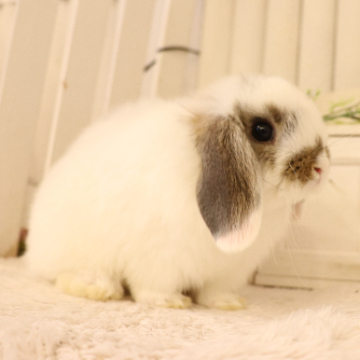 animal_image