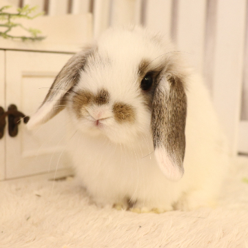 animal_image