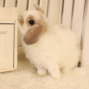 animal_image