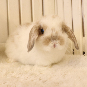 animal_image