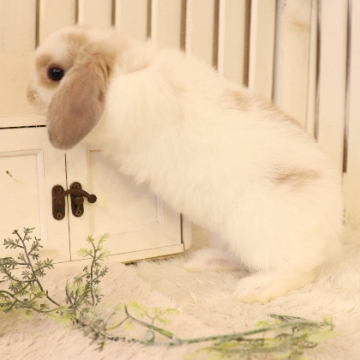 animal_image