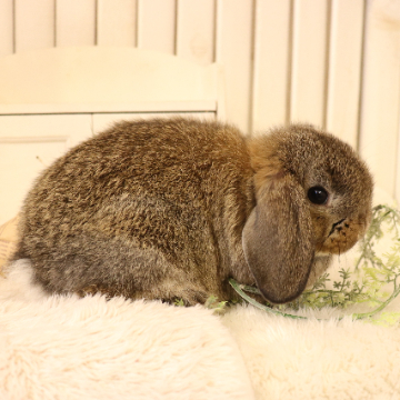 animal_image
