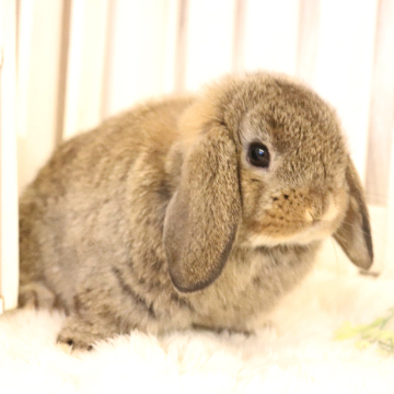 animal_image