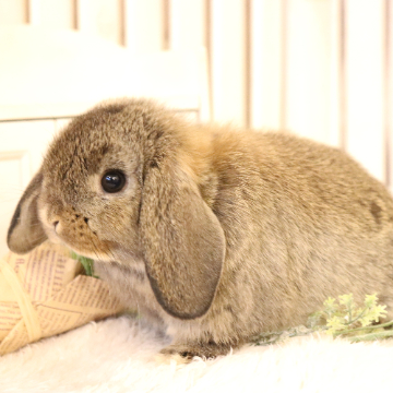 animal_image