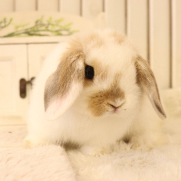 animal_image