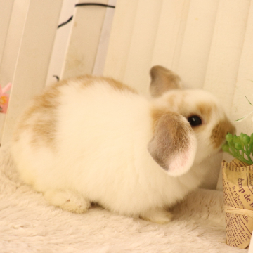 animal_image