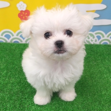 animal_image