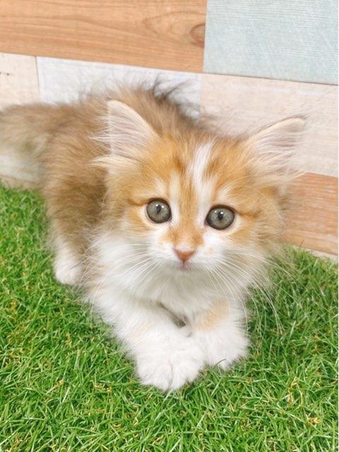 animal_image