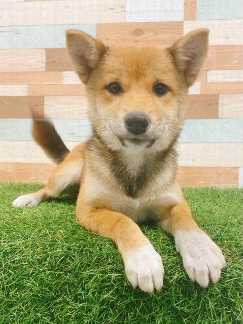 animal_image