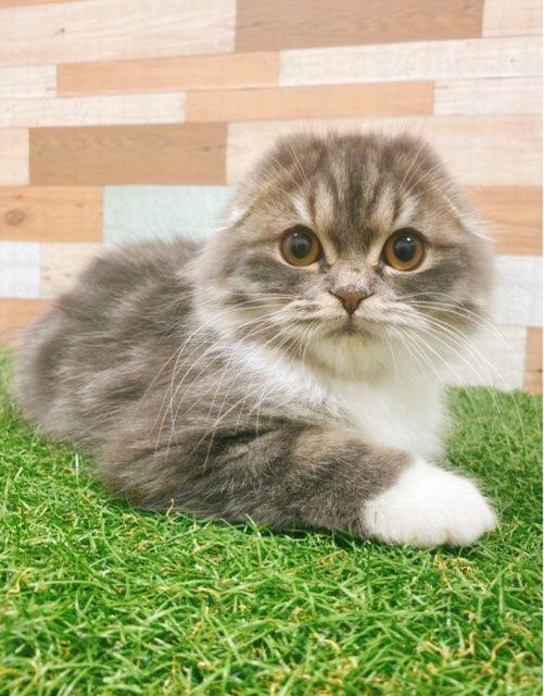 animal_image