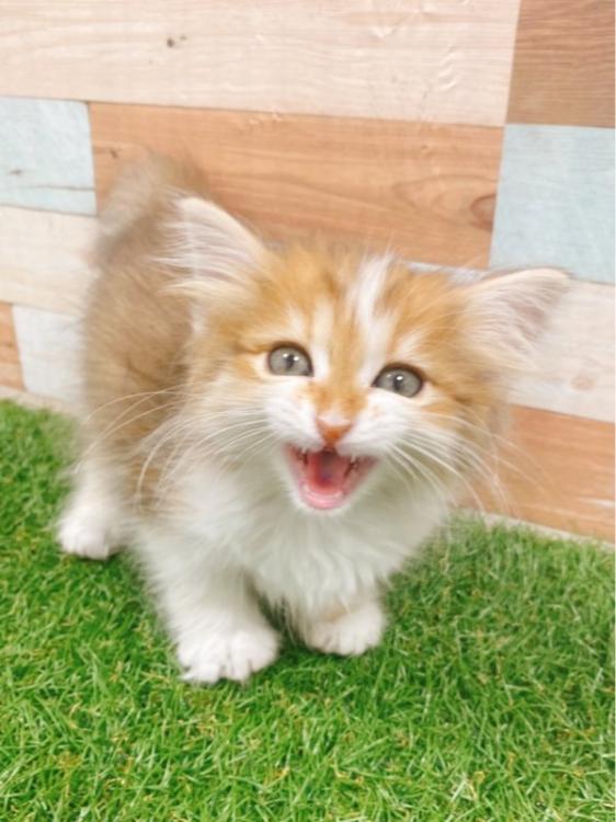 animal_image