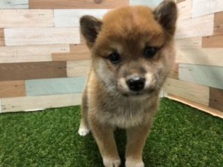 animal_image