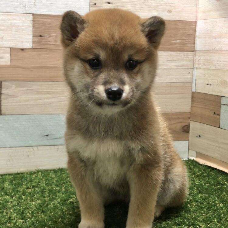 animal_image
