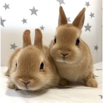 animal_image