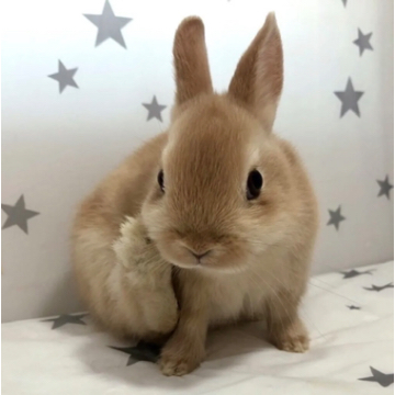 animal_image