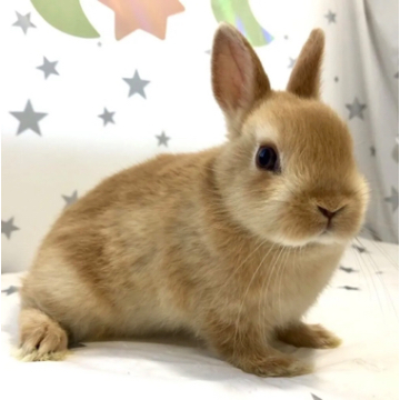animal_image
