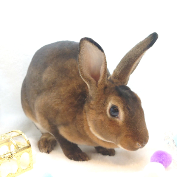 animal_image