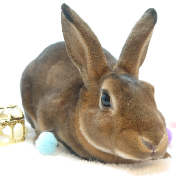 animal_image
