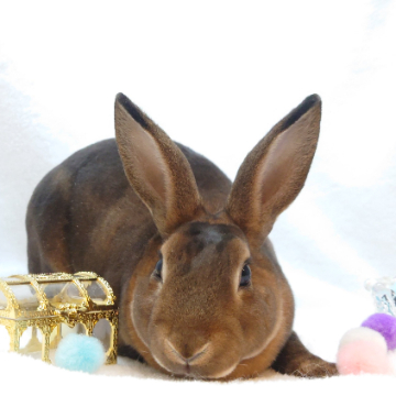 animal_image