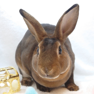 animal_image