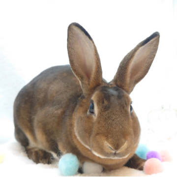 animal_image