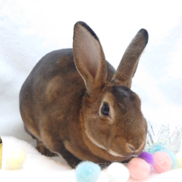 animal_image