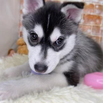 animal_image