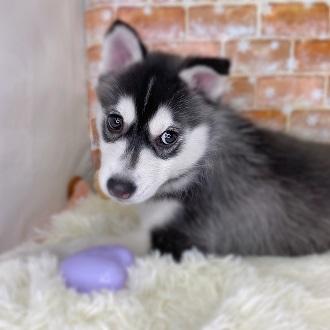 animal_image