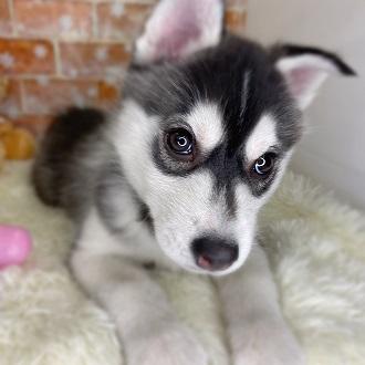 animal_image