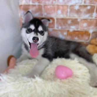animal_image