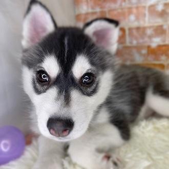 animal_image