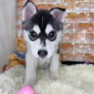 animal_image