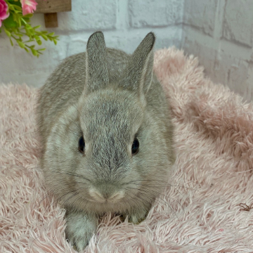 animal_image
