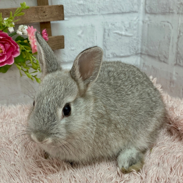 animal_image
