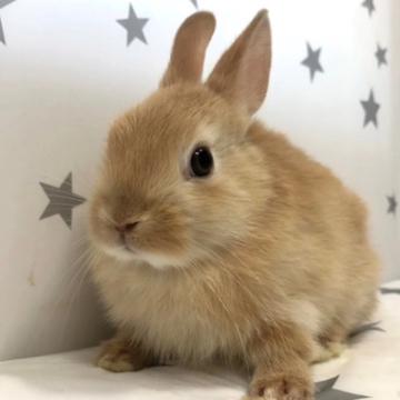 animal_image