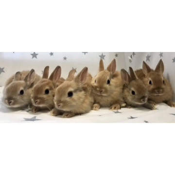animal_image