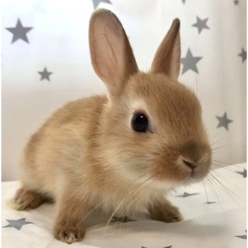 animal_image
