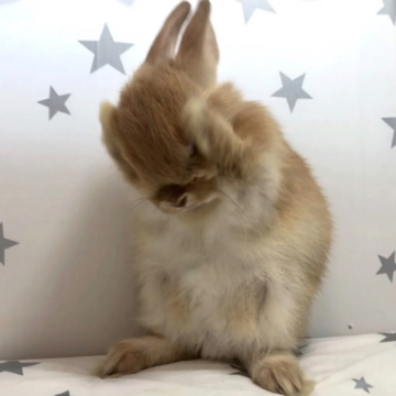 animal_image