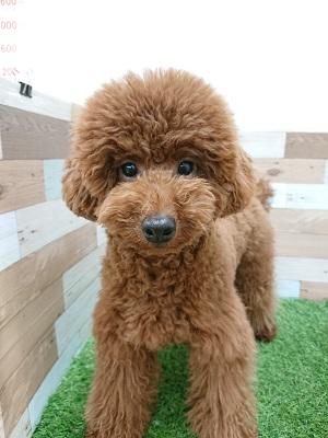 animal_image