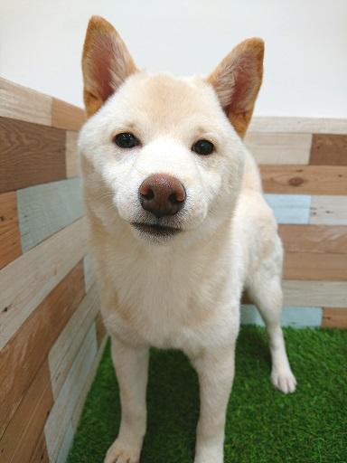 animal_image