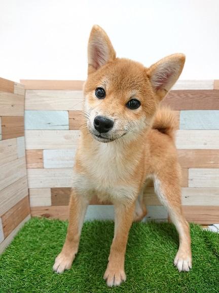animal_image