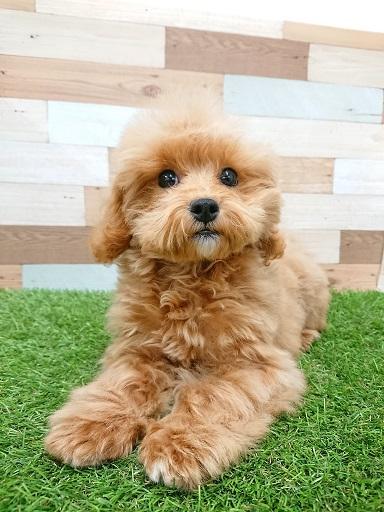 animal_image