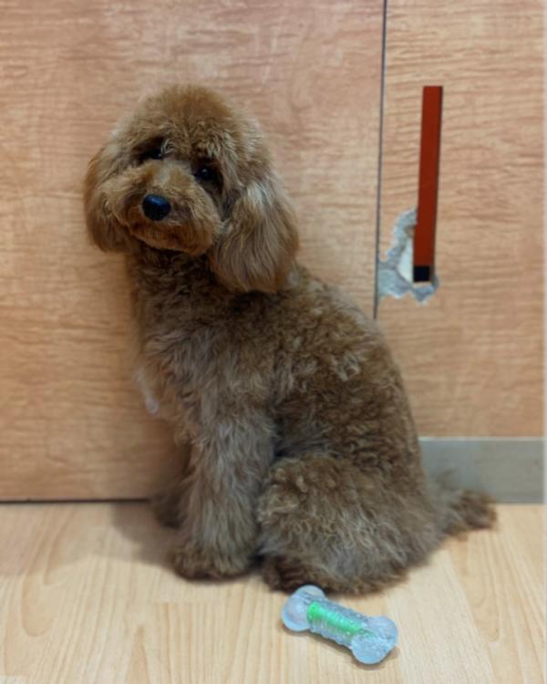 animal_image