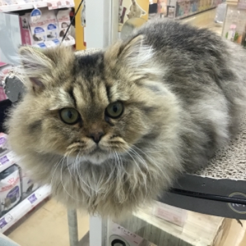 animal_image