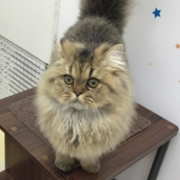 animal_image
